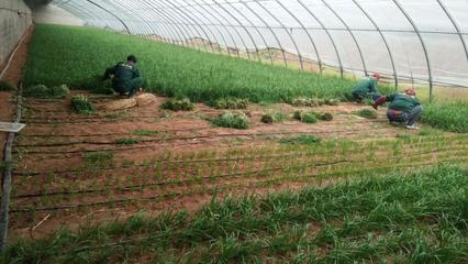 大連市農業農村局 "菜籃子"建設工程優質農產品基地