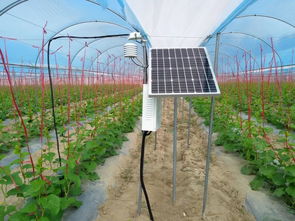 企業發展 北京商報網 慧云信息在農業大數據搶占了一把先機