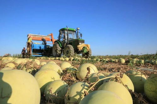 新疆生產(chǎn)建設兵團對新疆有多重要 兵團最少在新疆起到了三個重要作用