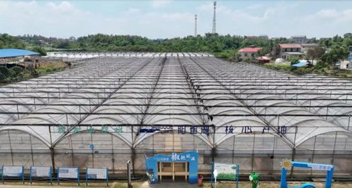 一代天椒 與它的超級 平替