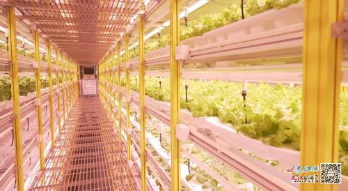 廣信區 垂直工廠 讓農業向 新 發展 圖