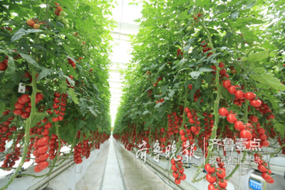 中荷智慧農(nóng)業(yè)產(chǎn)業(yè)園西海岸開建,打造全國樣本園區(qū)