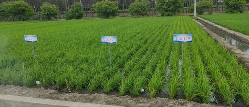 高質(zhì)量打造 科技創(chuàng)新示范區(qū) ,助推建三江農(nóng)業(yè)現(xiàn)代化實(shí)現(xiàn)新突破 2021年與建三江分公司校企合作工作綜述