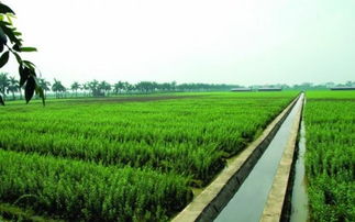 通星科技 以創(chuàng)新科技為農(nóng)業(yè)開發(fā)注入新動能，驅(qū)動“三農(nóng)”高質(zhì)量發(fā)展