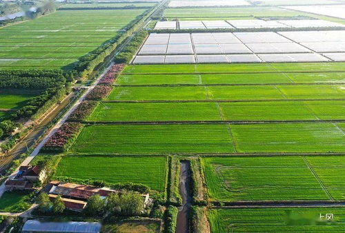 三港村 綠樹繁花映照下的現(xiàn)代農(nóng)業(yè)新畫卷